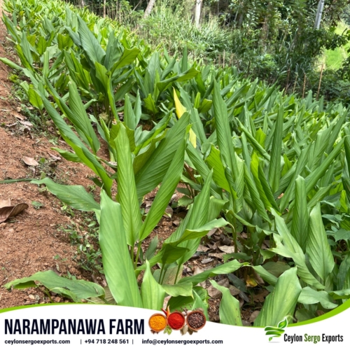 narampanawa farm ceylon sergo exports (1)-min