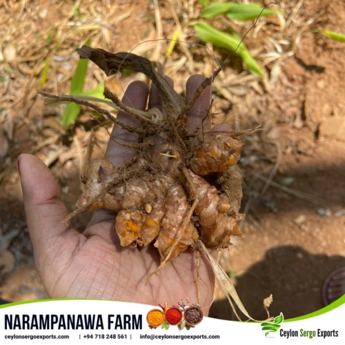 narampanawa farm ceylon sergo exports (11)-min