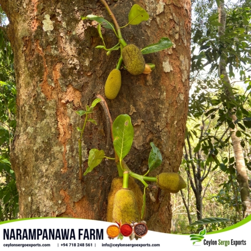 narampanawa farm ceylon sergo exports (17)-min