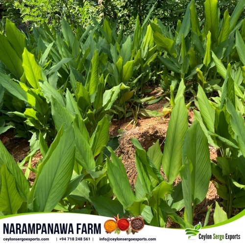 narampanawa farm ceylon sergo exports (24)-min