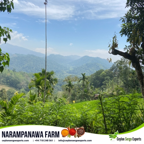 narampanawa farm ceylon sergo exports (5)-min